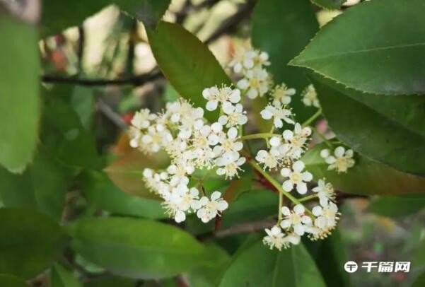 《抖音》男生送石楠花是什么意思